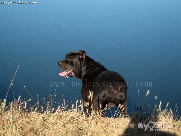 卡斯罗犬vs视频直播，一个养了六年卡斯罗的老哥跟你聊聊真实体验