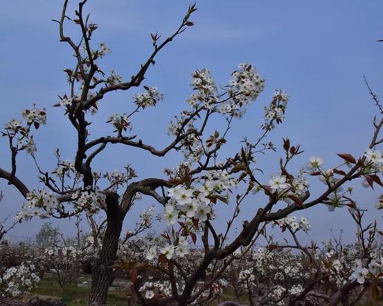 400年古树被村民烧毁，当地回应的背后与思考