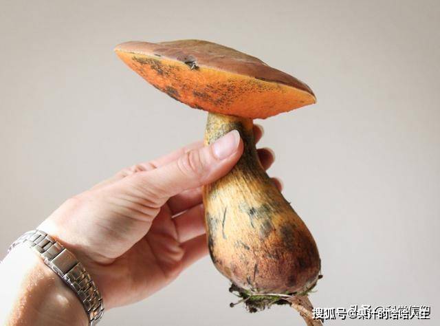女子吃见手青产生看见小人幻觉，一场奇妙的自然之旅