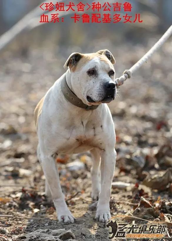 比特犬vs猴子视频直播，这到底是在看什么？