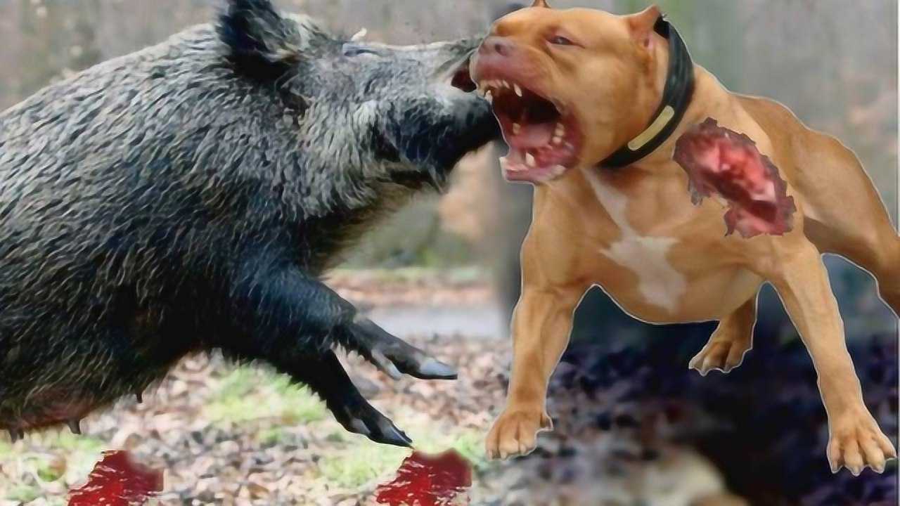 比特犬vs野猪视频直播，这事儿到底该不该看？