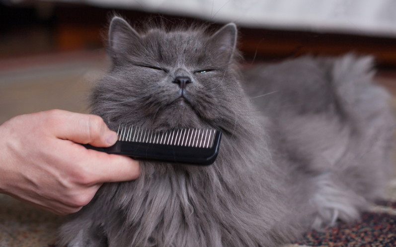猫粮品牌回应疑致小猫瘫痪，一场关于信任与责任的对话