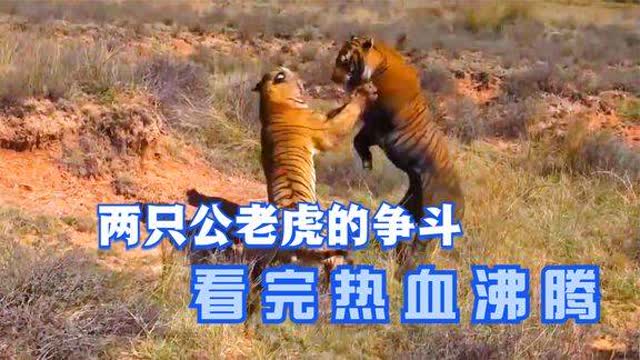 中亚vs老虎视频直播，一场虚拟斗兽背后的技术、文化和商业逻辑